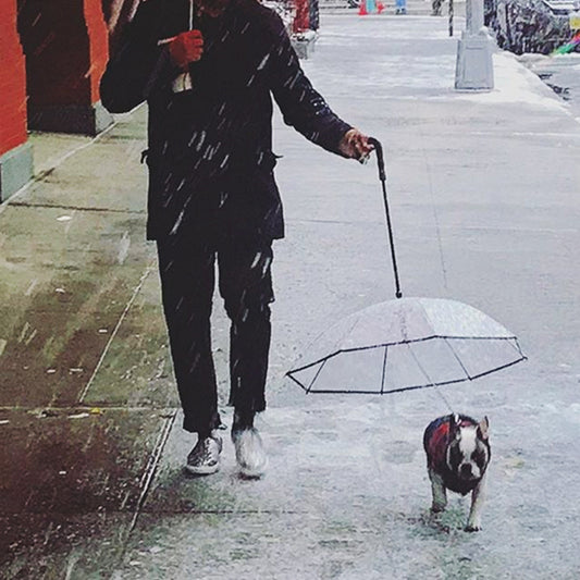 Transparent Pet Umbrella